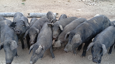 Maiali Neri adulti e piccoli
