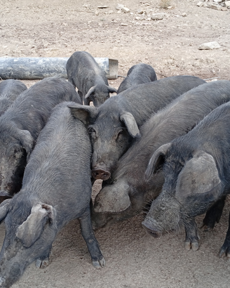 Maiali Neri, suinetti