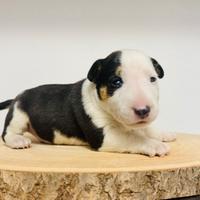 Bull terrier miniature