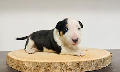 Bull terrier miniature