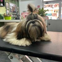 Shih tzu