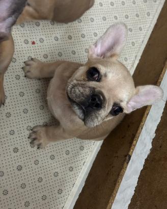 Bulldog francese