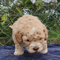 Cuccioli Lagotto Romagnolo con pedigree ROI