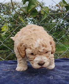 Cuccioli Lagotto Romagnolo con pedigree ROI