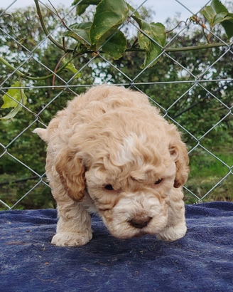 Cuccioli Lagotto Romagnolo con pedigree ROI