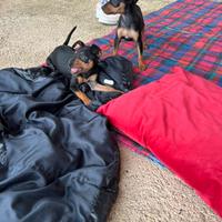 Cucciole di Pinscher Standard