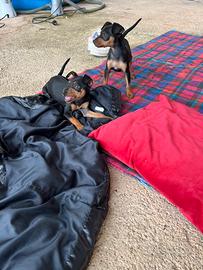 Cucciole di Pinscher Standard