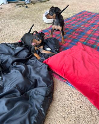 Cucciole di Pinscher Standard