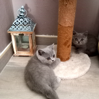 Cuccioli di British Shorthair con pedigree