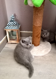 Cuccioli di British Shorthair con pedigree