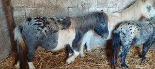 Piccoli pony