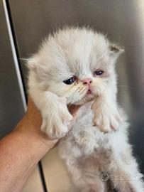 Gatto persiano ipertipico