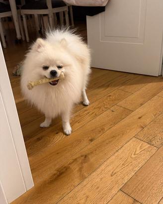 Spitz di Pomerania