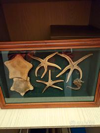 stelle marine vere essiccate.