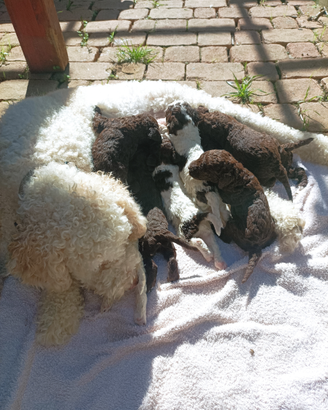 Lagotto Romagnolo