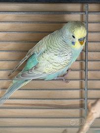 Giovane maschio cocorita