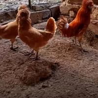 Galli e galline padovane