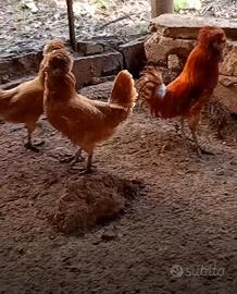 Galli e galline padovane