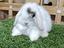 Immagine 1