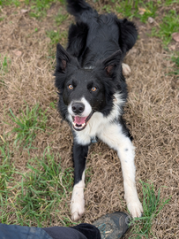 Border collie monta