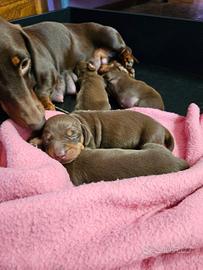 Cuccioli bassotto tedesco cioccolato pedigree ENCI