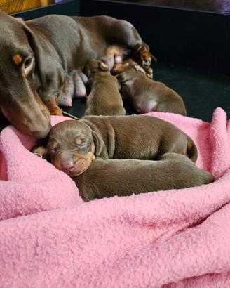 Cuccioli bassotto tedesco cioccolato pedigree ENCI