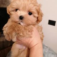 Cuccioli maltipoo barbone toy Red maltese coreana
