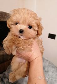 Cuccioli maltipoo barbone toy Red maltese coreana
