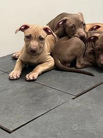 Pitbull