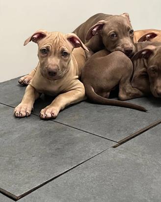 Pitbull