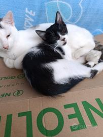 gattino docile