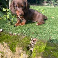 Cucciolo di bassotto nano