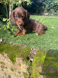 Cucciolo di bassotto nano