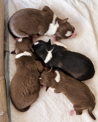 Cuccioli Border Collie