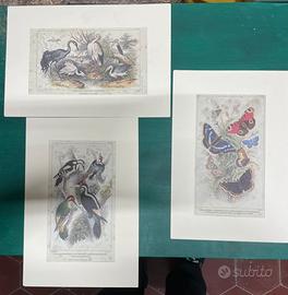 Antiche stampe - mondo animale