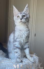 Maine Coon femmina