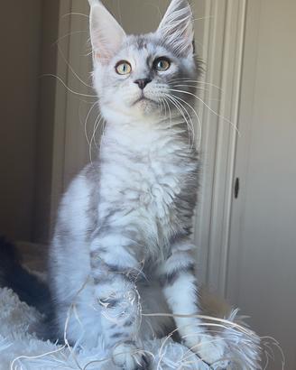 Maine Coon femmina