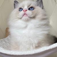 Cuccioli di Ragdoll