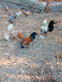 Galline nane calzate