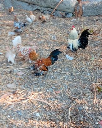 Galline nane calzate