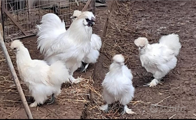 Moroseta bianca nana