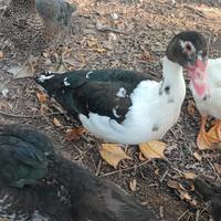 Anatre mute in diverse colorazioni