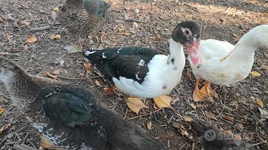 Anatre mute in diverse colorazioni