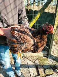 Gallo e gallina wyandotte