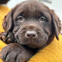 Cucciolo di Labrador