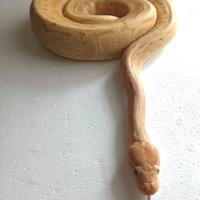 Pitone Reale Banana Jigsaw Maschio CB/2023