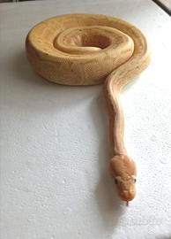 Pitone Reale Banana Jigsaw Maschio CB/2023