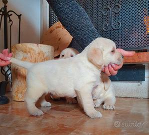 Cuccioli di Labrador - Alta Geneaologia
