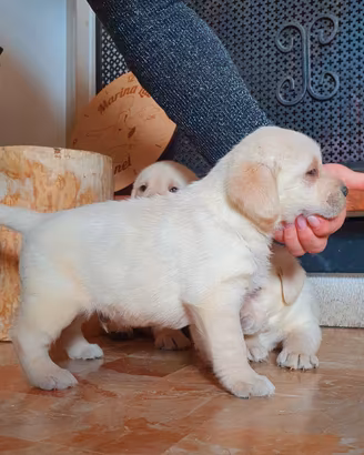 Cuccioli di Labrador - Alta Geneaologia