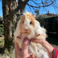 Porcellini d'india/cavie peruviane pelo riccio